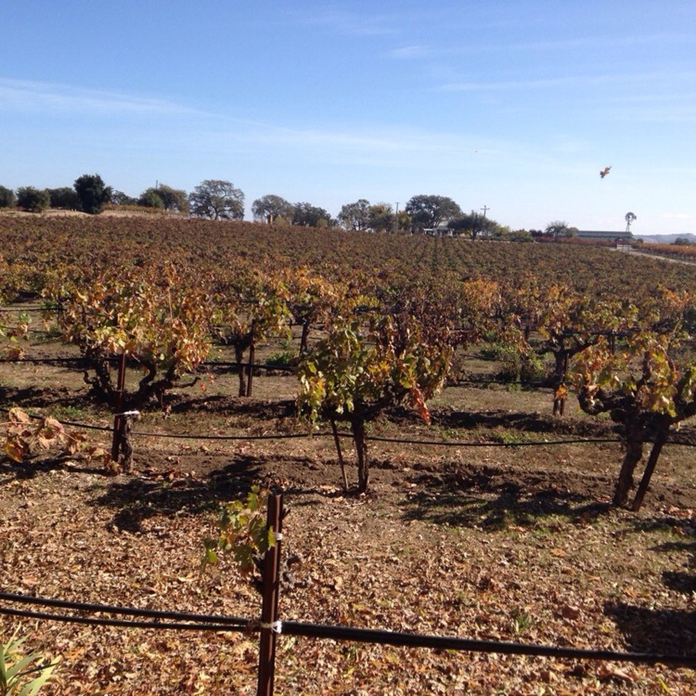 Castoro Cellars - beautiful - Wineries Near Me - Templeton, California Castoro Cellars - beautiful - Wineries Near Me - Templeton, California