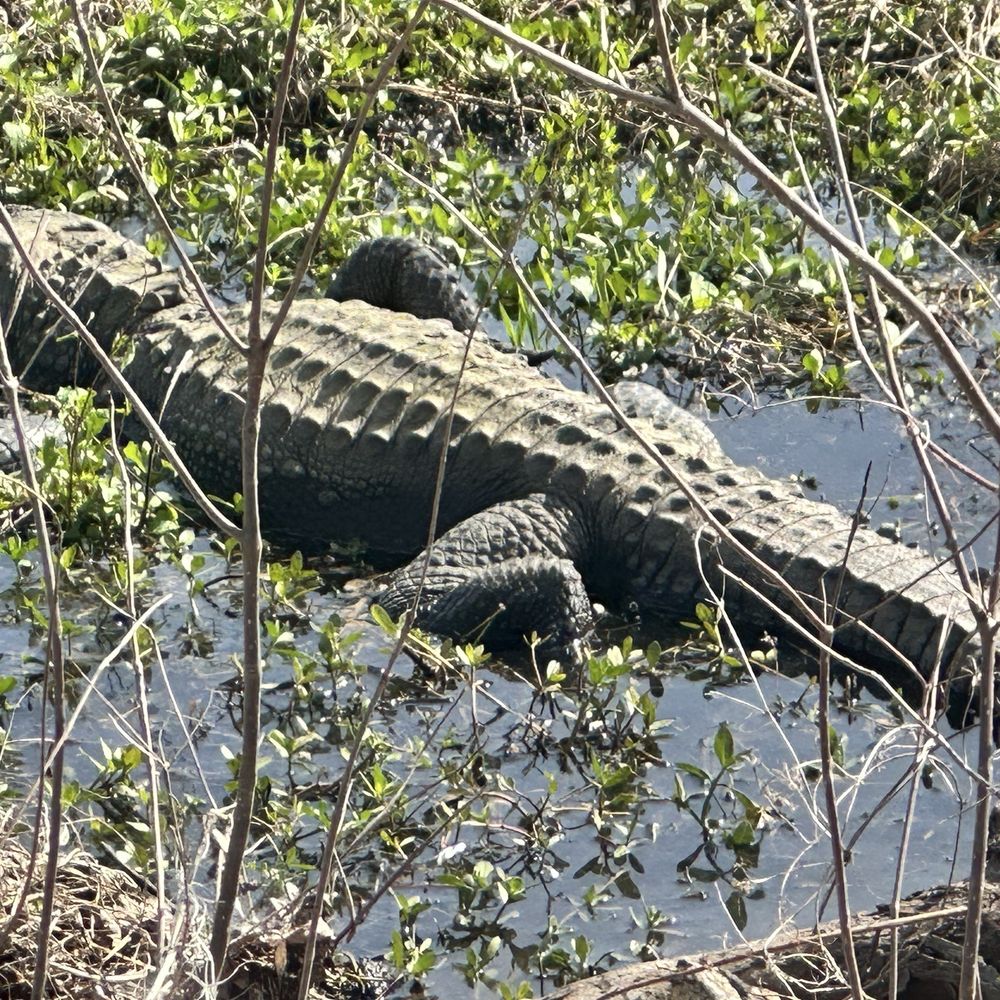 Brazos Bend State Park - Gator bathing - Parks Near Me - Needville, Texas