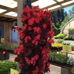 I love these begonias in a hanging bag!