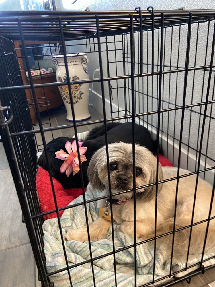 NOBLE KENNELS 34 Photos & 47 Reviews Pet Groomers 259 N Sierra