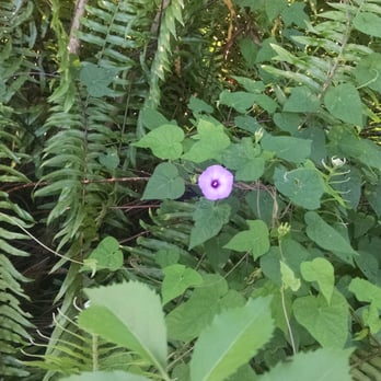 Orchid Park - It's the little things people. - Parks Near Me - Coral Springs, Florida