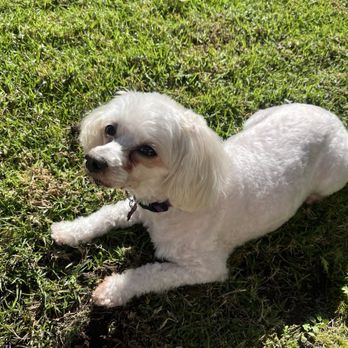 Dowdle Grooming - After and looking beautiful! - Pet Groomers Near Me Dowdle Grooming - After and looking beautiful! - Pet Groomers Near Me