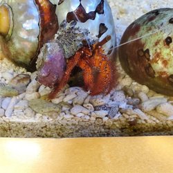 Clayton Aquariums - Cute little crabby