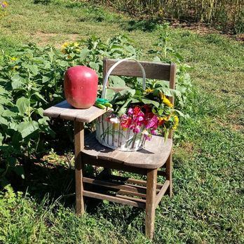 The Sunflower Garden - Pick Your Own Farms Near Me - Westminster, Maryland The Sunflower Garden - Pick Your Own Farms Near Me - Westminster, Maryland