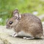 Photo of Green City Pest Control