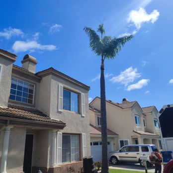 Orange County Tree Services - After - Tree Services Near Me Orange County Tree Services - After - Tree Services Near Me