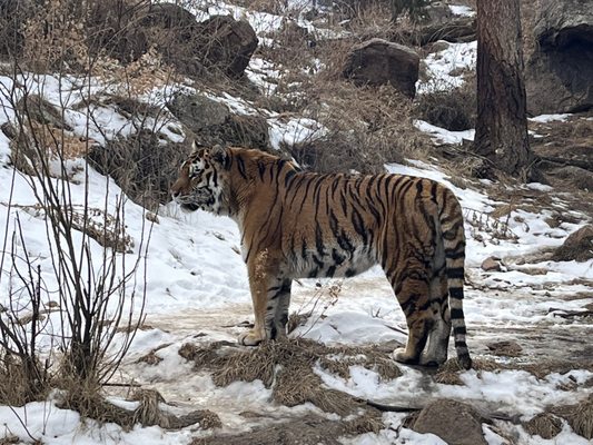 Photo of Cheyenne Mountain Zoo - Colorado Springs, CO, US. Amur tiger