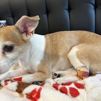 VEG ER for Pets - Waiting for results of blood work - Emergency Pet Hospital Near Me - Short Hills, New Jersey VEG ER for Pets - Waiting for results of blood work - Emergency Pet Hospital Near Me - Short Hills, New Jersey