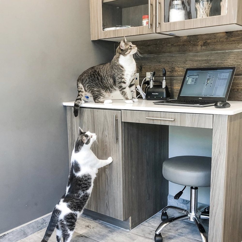 Upper Arlington Veterinary Hospital - Veterinarians Near Me - Columbus, Ohio