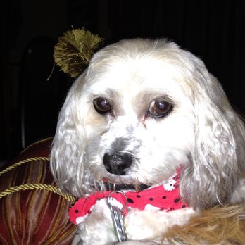Paw Prints Pet Salon - Buffy loved her long curls when she was young. - Pet Groomers Near Me - San Antonio, Texas Paw Prints Pet Salon - Buffy loved her long curls when she was young. - Pet Groomers Near Me - San Antonio, Texas