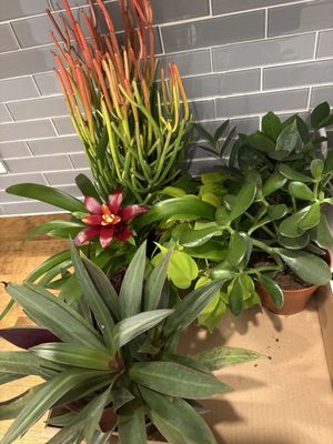 Ginkgo Gardens by null