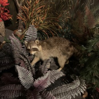 Geneva Lake Museum - Raccoon - Museums Near Me - Lake Geneva, Wisconsin