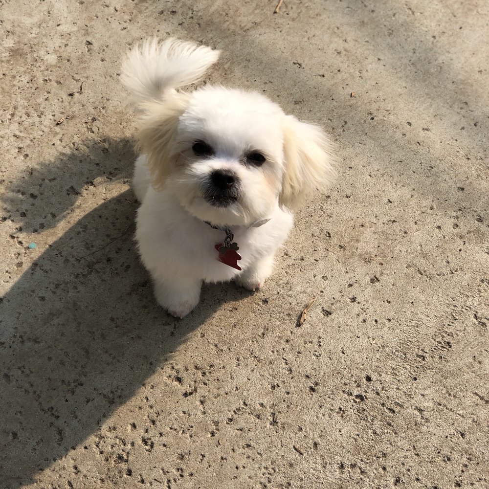 Bark Avenue - After, washed, fluffed, whitened, and trimmed - Pet Groomers Near Me - Fresno, California Bark Avenue - After, washed, fluffed, whitened, and trimmed - Pet Groomers Near Me - Fresno, California