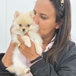 Chews A Puppy - Adopted a Dog today!