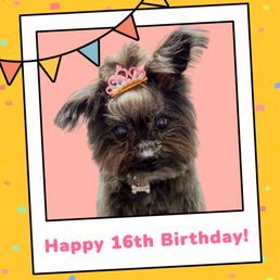 Birthday Star by Coconut Pet Spa! Birthday Star by Coconut Pet Spa!