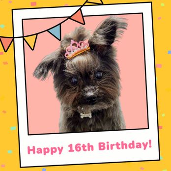 Coconut Pet Spa Mobile Grooming - Birthday Star by Coconut Pet Spa! - Pet Groomers Near Me Coconut Pet Spa Mobile Grooming - Birthday Star by Coconut Pet Spa! - Pet Groomers Near Me