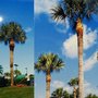 Photo of Tropical Palms Tree Trimming