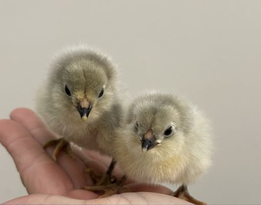 Cackle Hatchery® by null