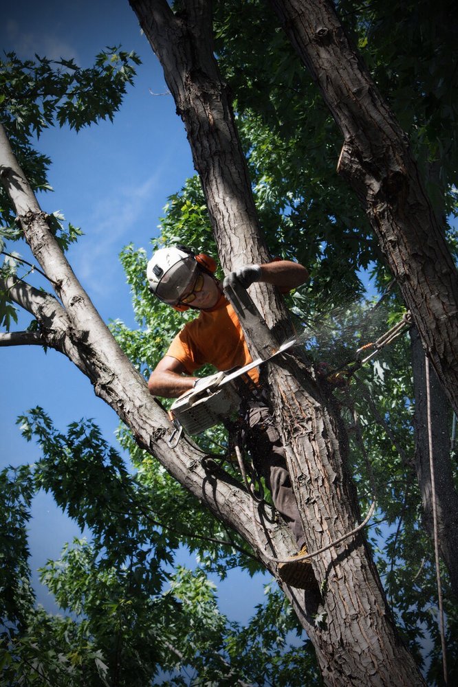 Neighborhood Tree Care - tree service in Fridley, MN