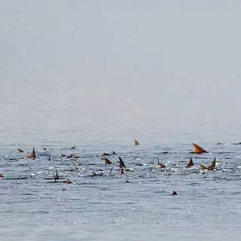 Spot On Charters - Tailing Red Fish. - Fishing Near Me Spot On Charters - Tailing Red Fish. - Fishing Near Me
