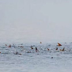 Spot On Charters - Tailing Red Fish.