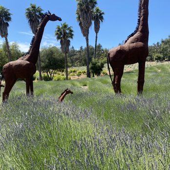 Daily Blooms Lavender Farm - Farms Near Me - Fallbrook, California Daily Blooms Lavender Farm - Farms Near Me - Fallbrook, California