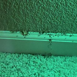 Diamond Pest Control - Big trail of ants