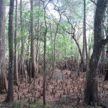 USF Forest Preserve - Cypress swamp area in winter - Parks Near Me - Tampa, Florida USF Forest Preserve - Cypress swamp area in winter - Parks Near Me - Tampa, Florida