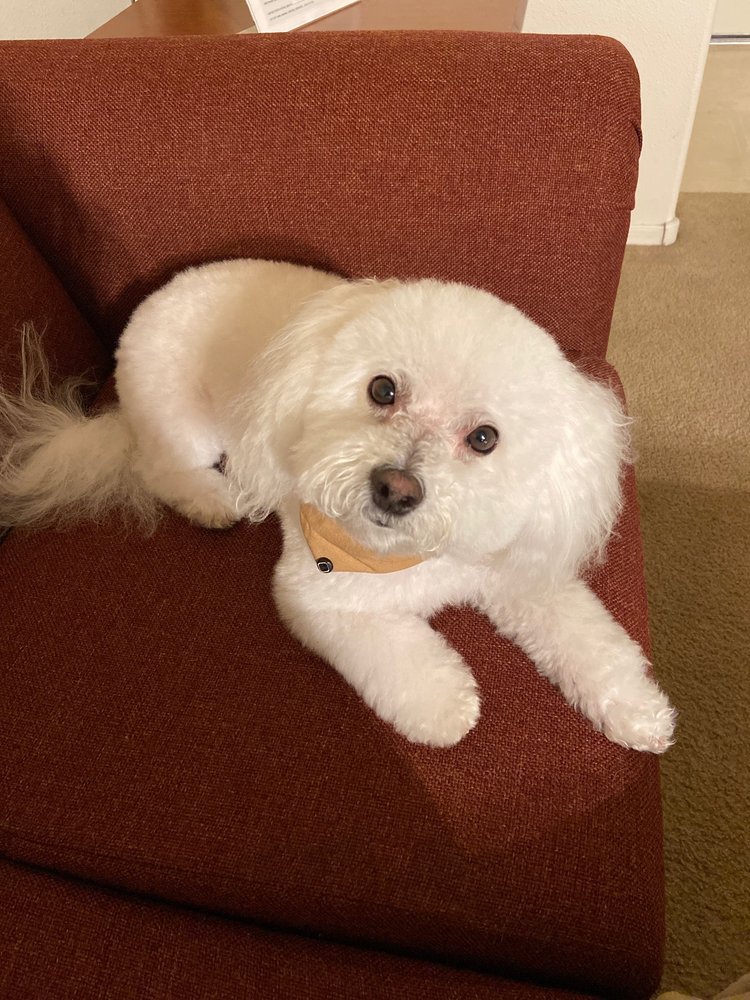 PUPPY LOVE PET GROOMING Updated August 2024 11 Photos & 27 Reviews