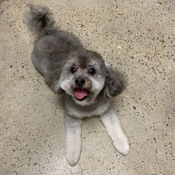 Petco - Betsey after her grooming! She's happy - Pet Stores Near Me - Escondido, California Petco - Betsey after her grooming! She's happy - Pet Stores Near Me - Escondido, California