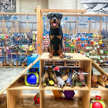 BlueCollar Working Dog - A-Frame Agility Ramp - Pet Training Near Me - Los Angeles, California