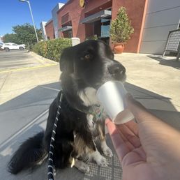 dog with Pup Cup w/ treat