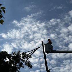 Ortiz Tree Services