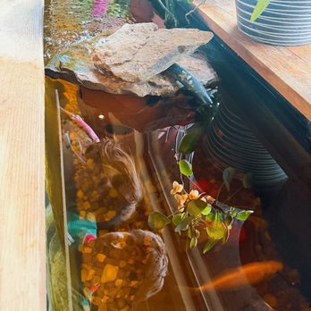 Lulu's Thai Noodle Shop - Asian Fusion Near Me - Westwood, Kansas