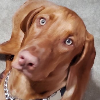 K9 Culture Dog Training - Pet Training Near Me K9 Culture Dog Training - Pet Training Near Me