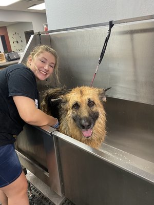 Bath Time! - We offer full service baths for pups of all sizes.
Package includes:
Bath
Upgraded shampoo and conditioner
Blowout
Brush out
Nail trimming
Ear cleaning
Anal gland expression Bath Time! - We offer full service baths for pups of all sizes.
Package includes:
Bath
Upgraded shampoo and conditioner
Blowout
Brush out
Nail trimming
Ear cleaning
Anal gland expression