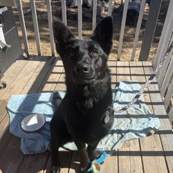 Elder Pet Care & Thomas Vet Service