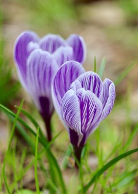 Showa Kinen Park by null