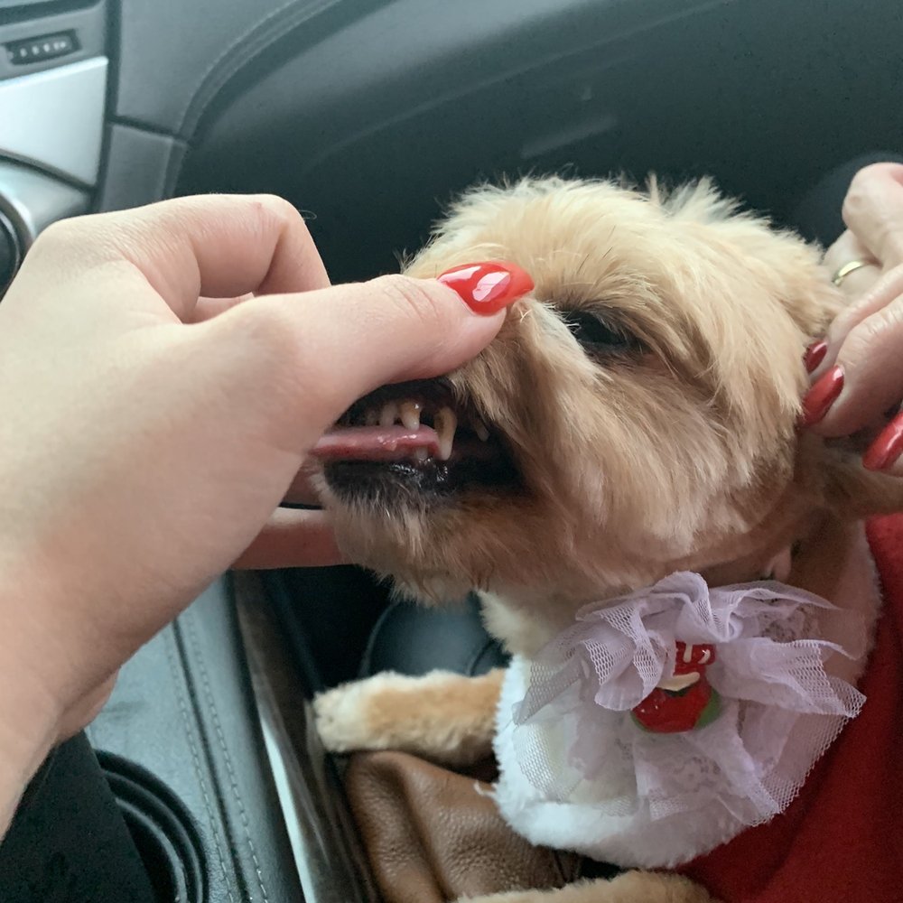 Sirias Pet Spa - Her teeth are still the same as before - Pet Groomers Near Me