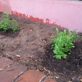 Green Things - Plumbagos in their new home. - Nurseries & Gardening Near Me - Tucson, Arizona