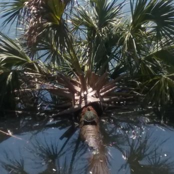 Sims Park - Turtle sunbathing on Palm tree at Sims Park. - Parks Near Me - New Port Richey, Florida Sims Park - Turtle sunbathing on Palm tree at Sims Park. - Parks Near Me - New Port Richey, Florida