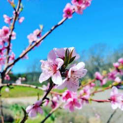 Hood River County Fruit Loop - Cherry blossoms