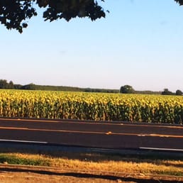 Pretty Sunflower Field Across the Street