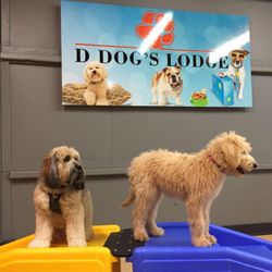 D Dog's Lodge