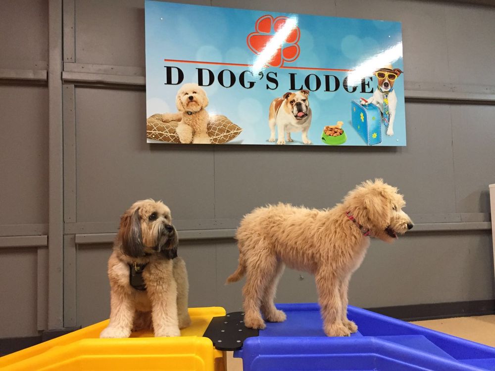 D Dog's Lodge Image