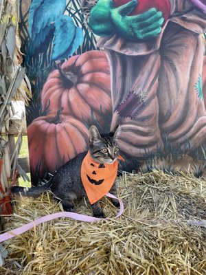 Happy Apple Farm by null