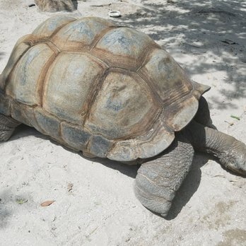 Gatorland - Tortoise - Zoos Near Me - Orlando, Florida Gatorland - Tortoise - Zoos Near Me - Orlando, Florida