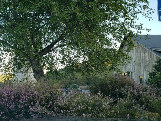 Spear Vineyards and Winery by null