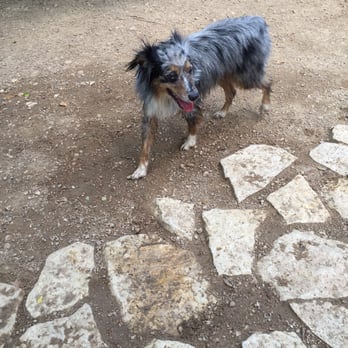 Red Bud Dog Park - Penn all wet :) - Dog Parks Near Me - Austin, Texas Red Bud Dog Park - Penn all wet :) - Dog Parks Near Me - Austin, Texas