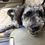 Photo of Heidi's Grooming
